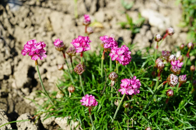 Sand-Grasnelke (Armeria maritima)