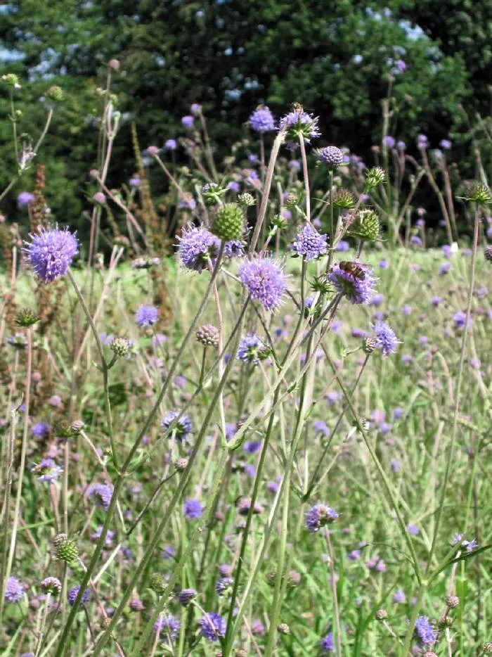Teufelsabbiss, Gewöhnlicher (Succisa pratensis)