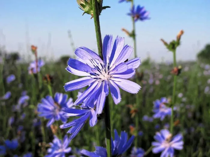 Wegwarte, Gewöhnliche (Cichorium intybus)