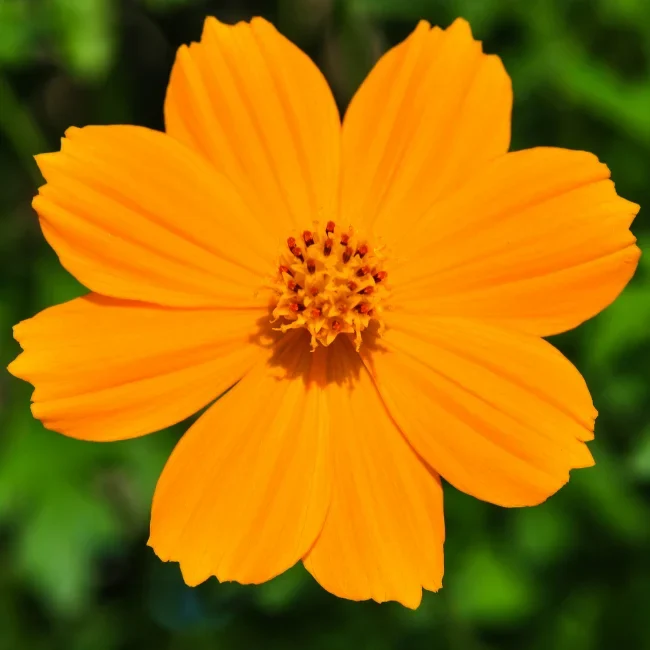 Cosmos: Orange Organic Seed
