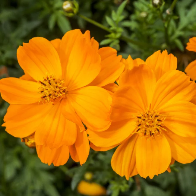 Cosmos: Orange Organic Seed