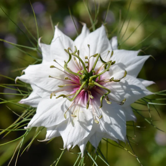 Love In A Mist Organic Seed