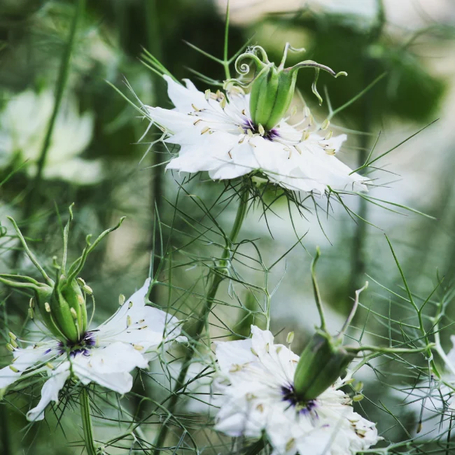Love In A Mist Organic Seed