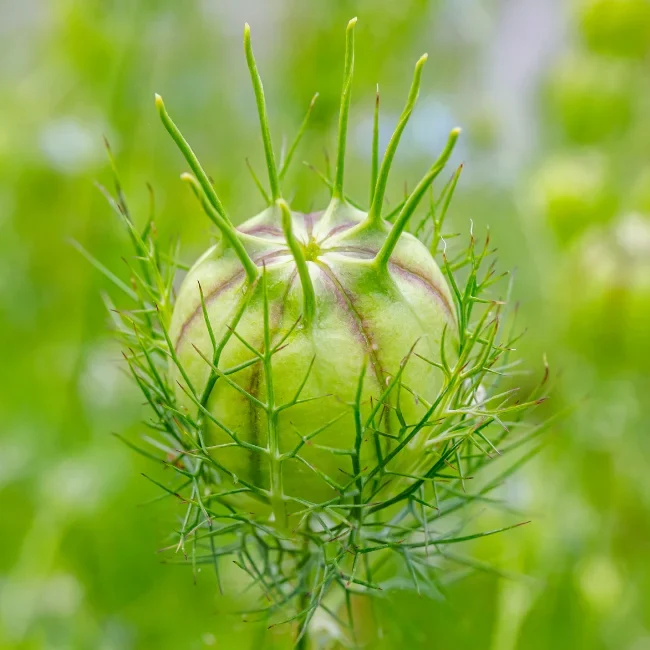 Love In A Mist Organic Seed