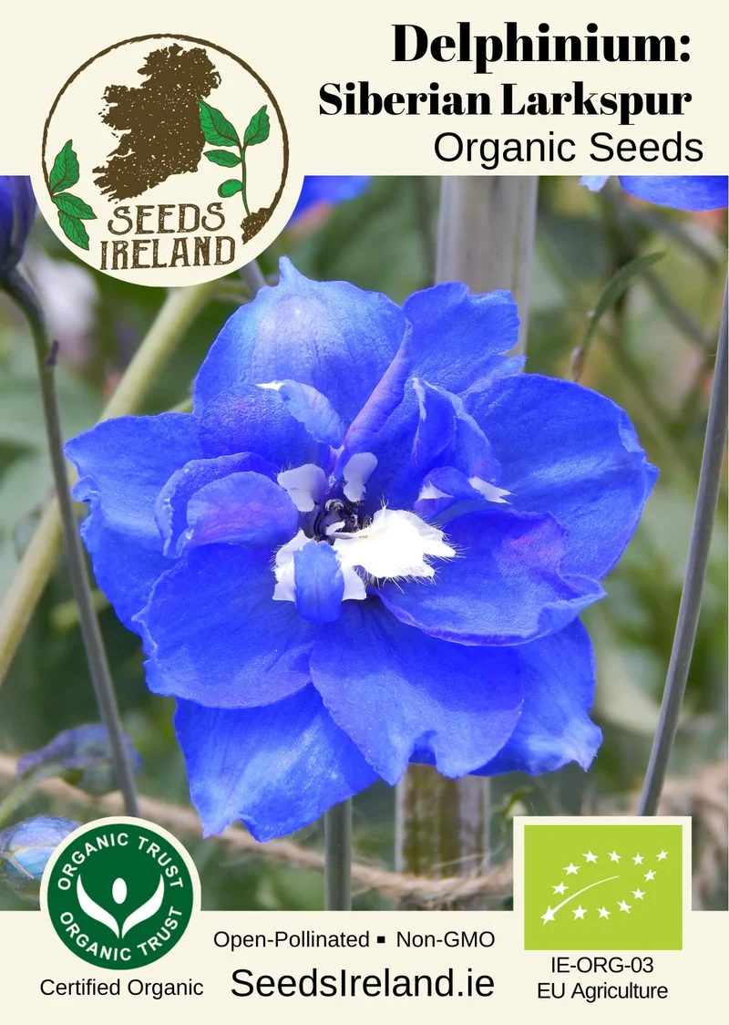 Delphinium: Siberian Larkspur Organic Seed