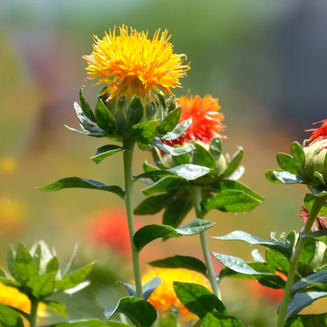 Safflower Organic Seed