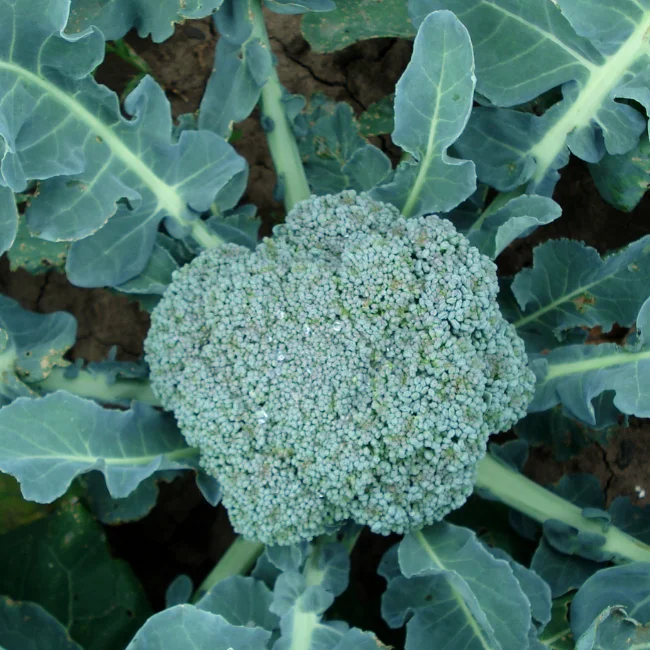 Broccoli: Green Calabrese Organic Seed