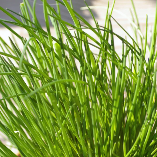 Chives Organic Seed