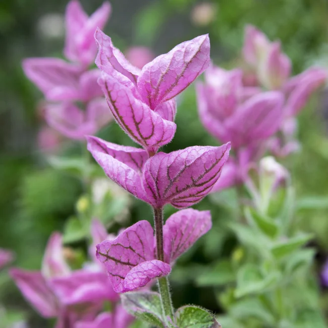 Annual Sage: Pink Organic Seed