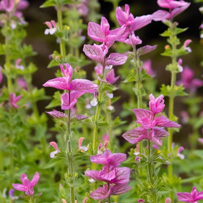 Annual Sage: Pink Organic Seed