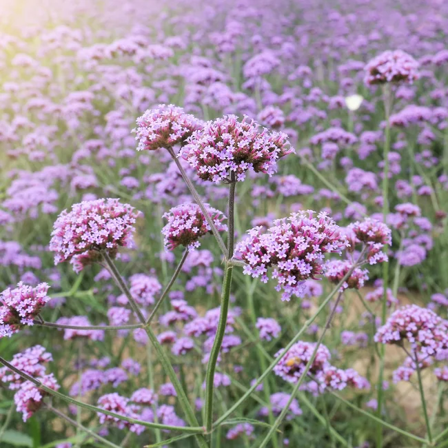 Verbena Organic Seed
