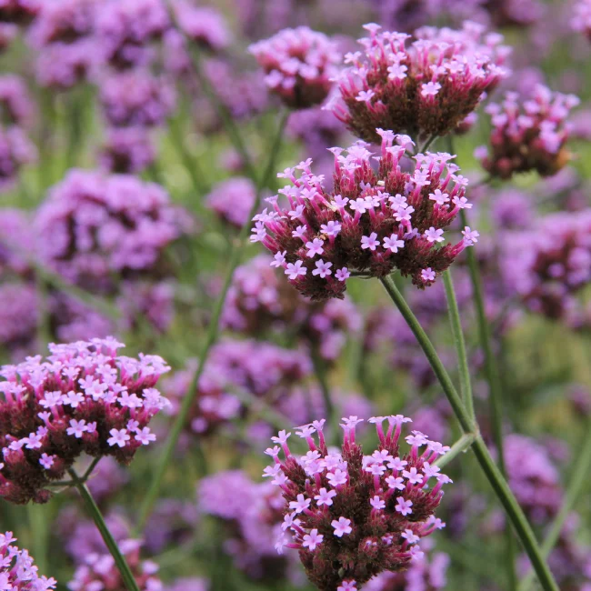 Verbena Organic Seed
