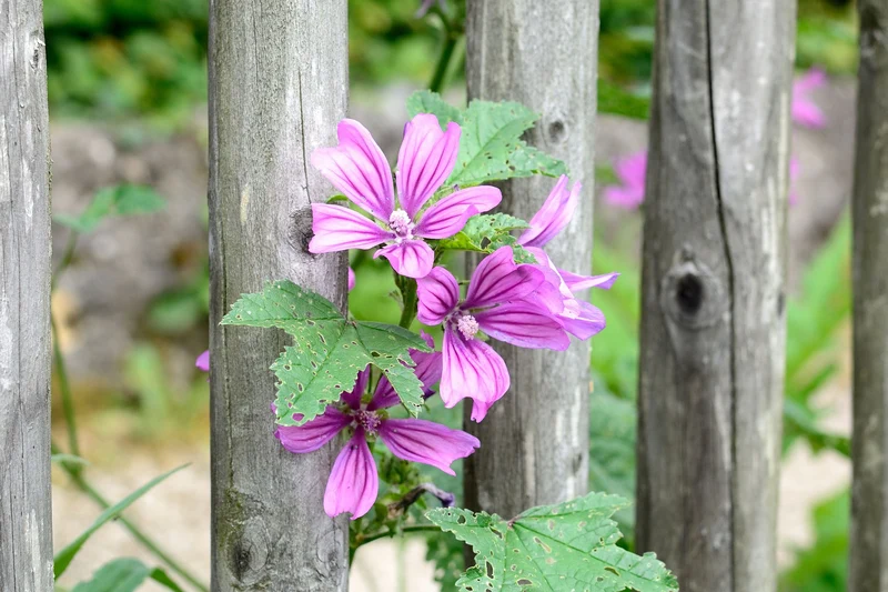 Malve, Wilde-Malve (Malva sylvestris)