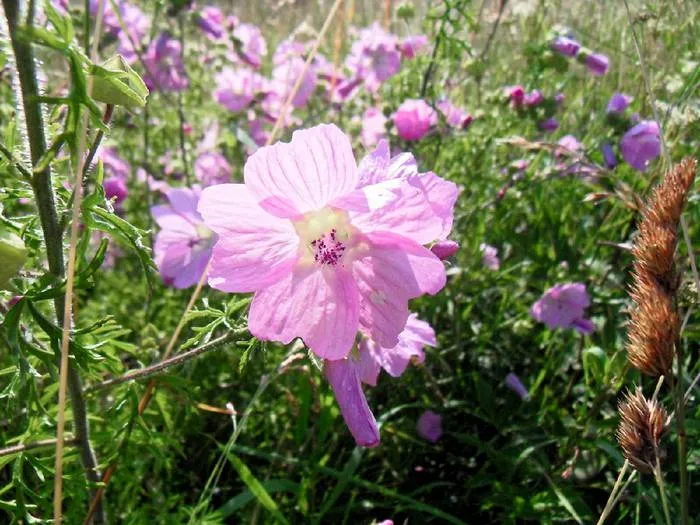 Malve, Wilde-Malve (Malva sylvestris)