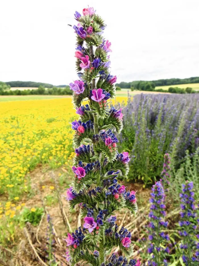 Natternkopf, Gewöhnlicher (Echium vulgare)