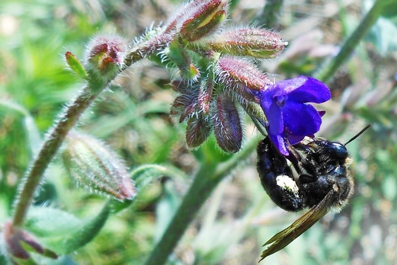 Ochsenzunge (Anchusa officinalis)