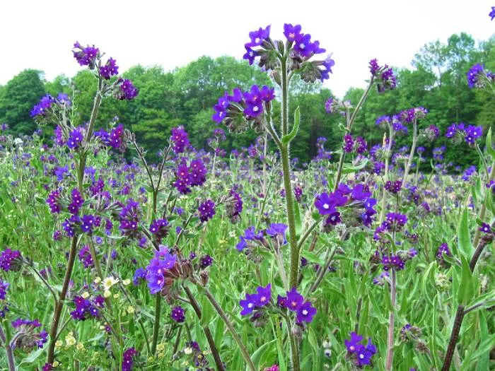 Ochsenzunge (Anchusa officinalis)
