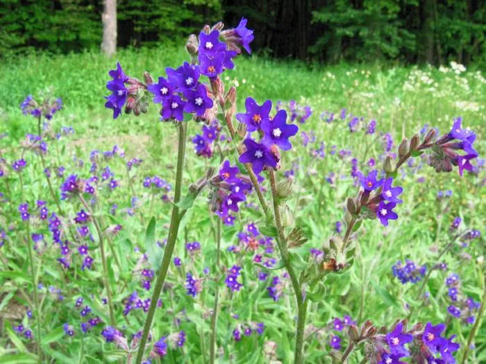 Ochsenzunge (Anchusa officinalis)