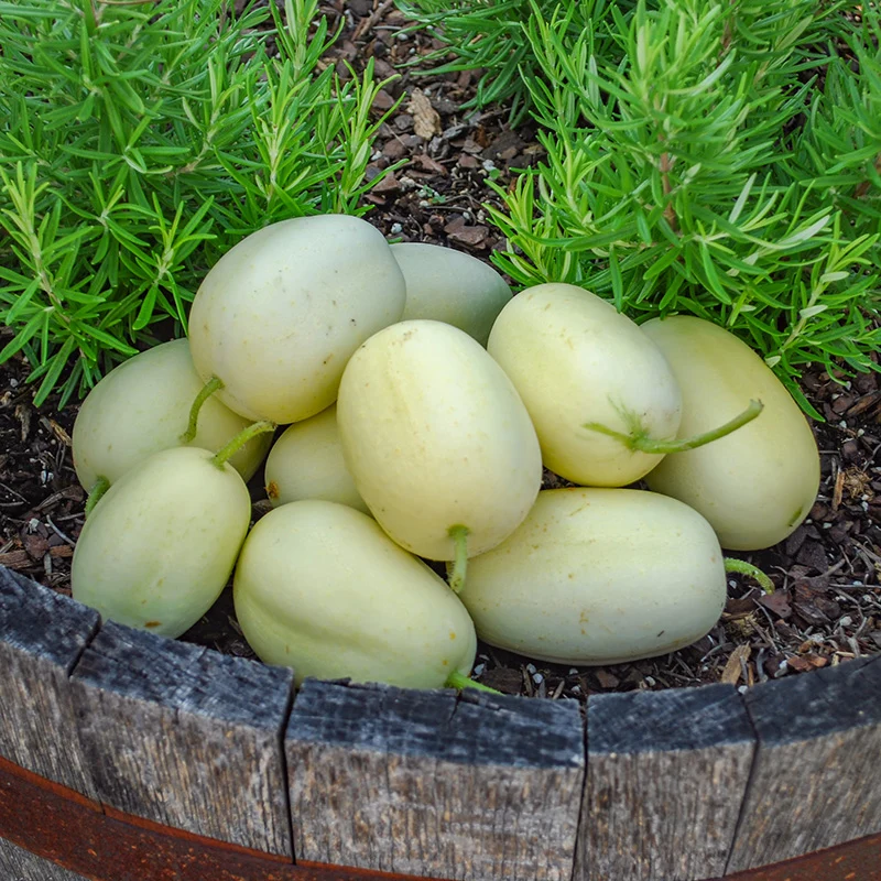 Gurke - Dragon's Egg