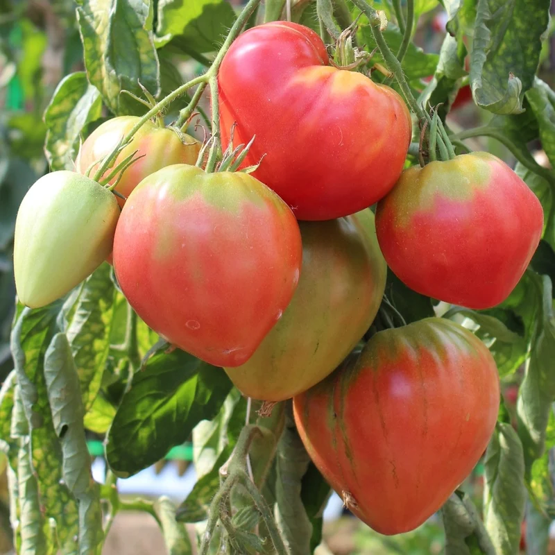 Herodes Tomatensamen
