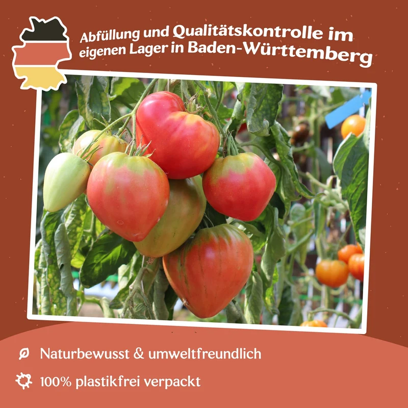 Herodes Tomatensamen