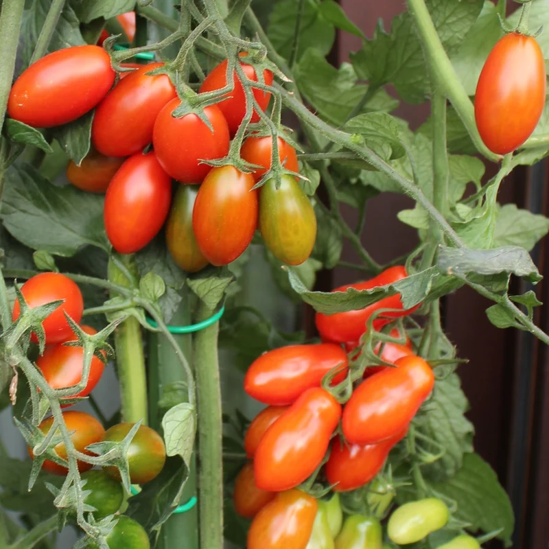 Valdo Tomatensamen