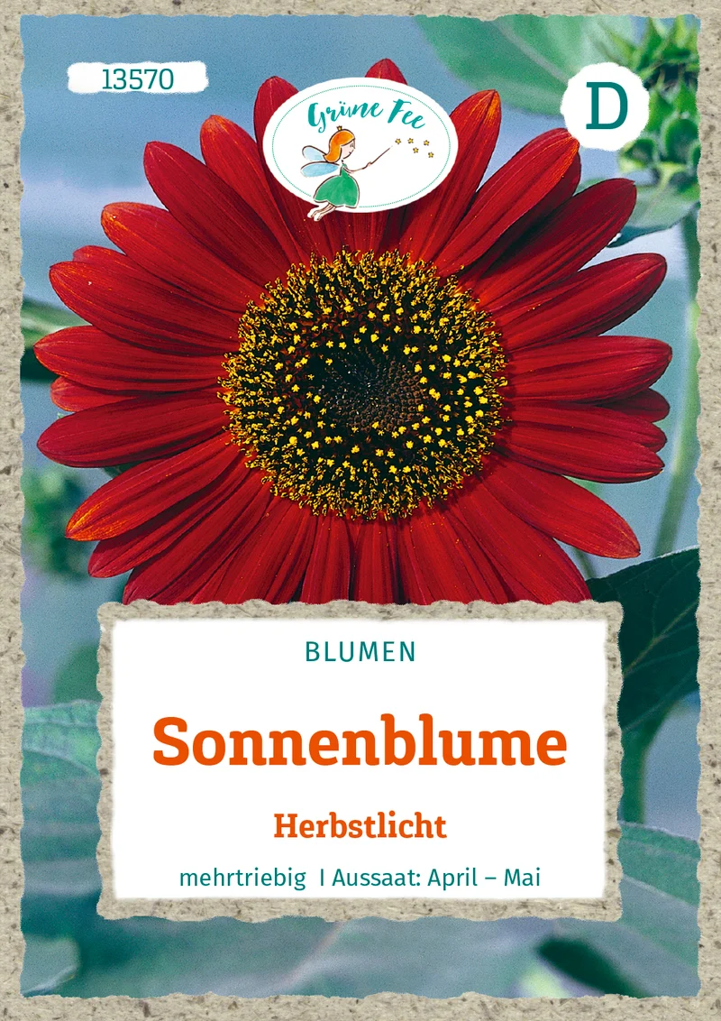 Sonnenblume Herbstlicht Saatgut