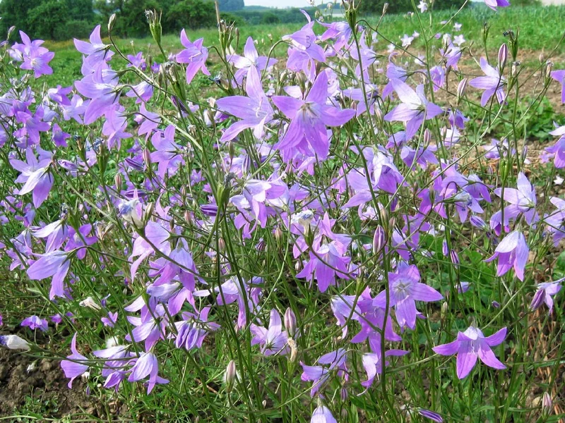 Wiesen-Glockenblume (Campanula patula)
