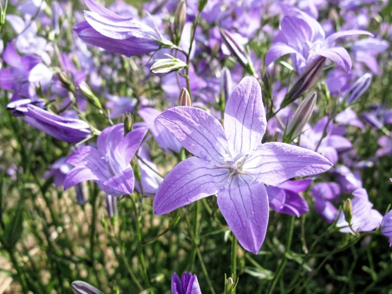 Wiesen-Glockenblume (Campanula patula)