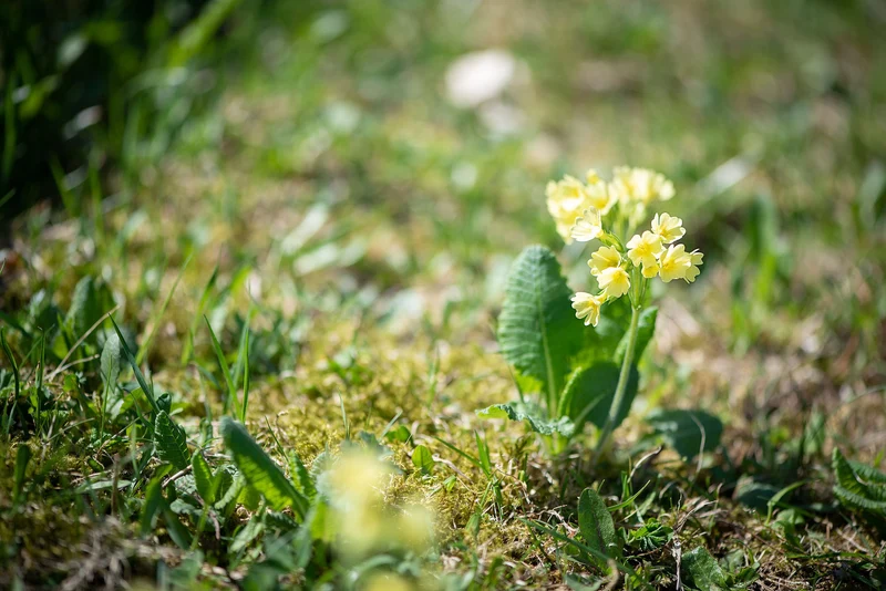 Wiesen-Schlüsselblume (Primula veris)
