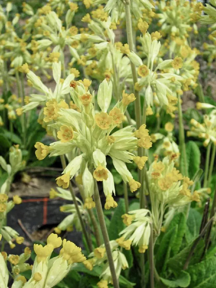 Wiesen-Schlüsselblume (Primula veris)