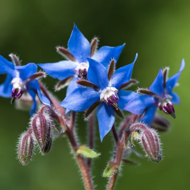 Borage Organic Seed