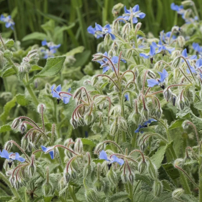 Borage Organic Seed