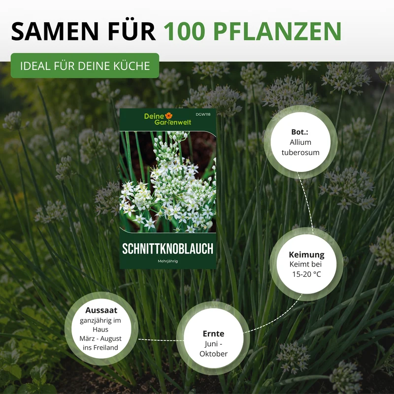 Schnittknoblauch Saatgut