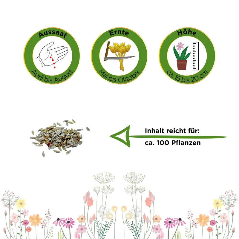 Pflücksalat Lollo rossa Saatgut