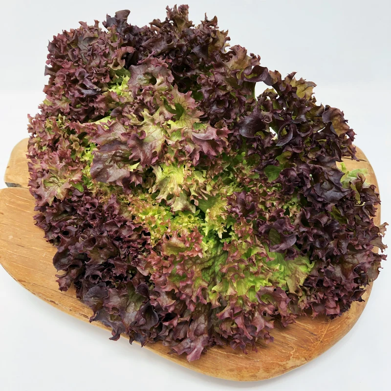 Pflücksalat Lollo rossa Saatgut