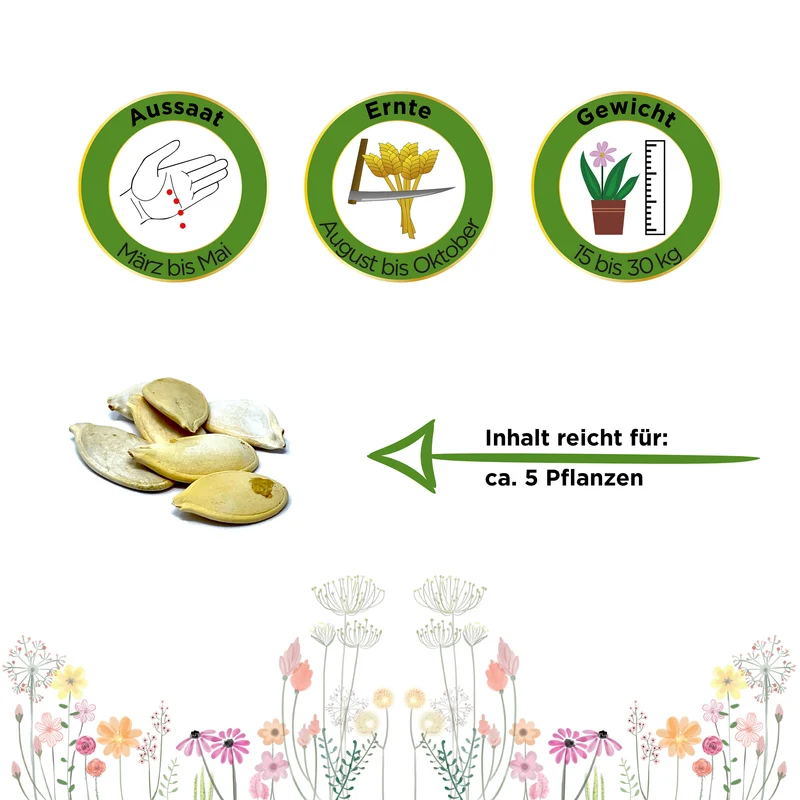 Kürbis Gelber Zentner Saatgut