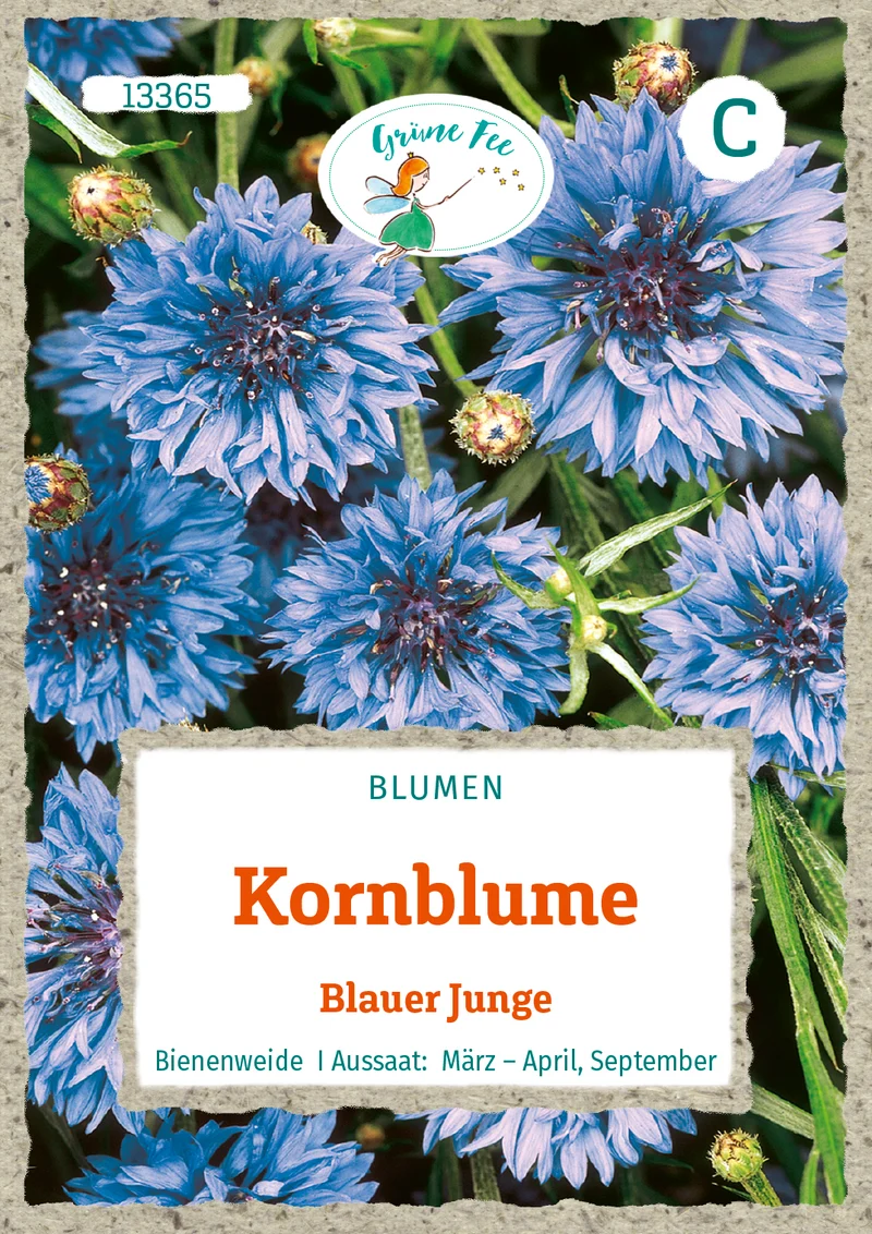 Kornblume Blauer Junge Saatgut