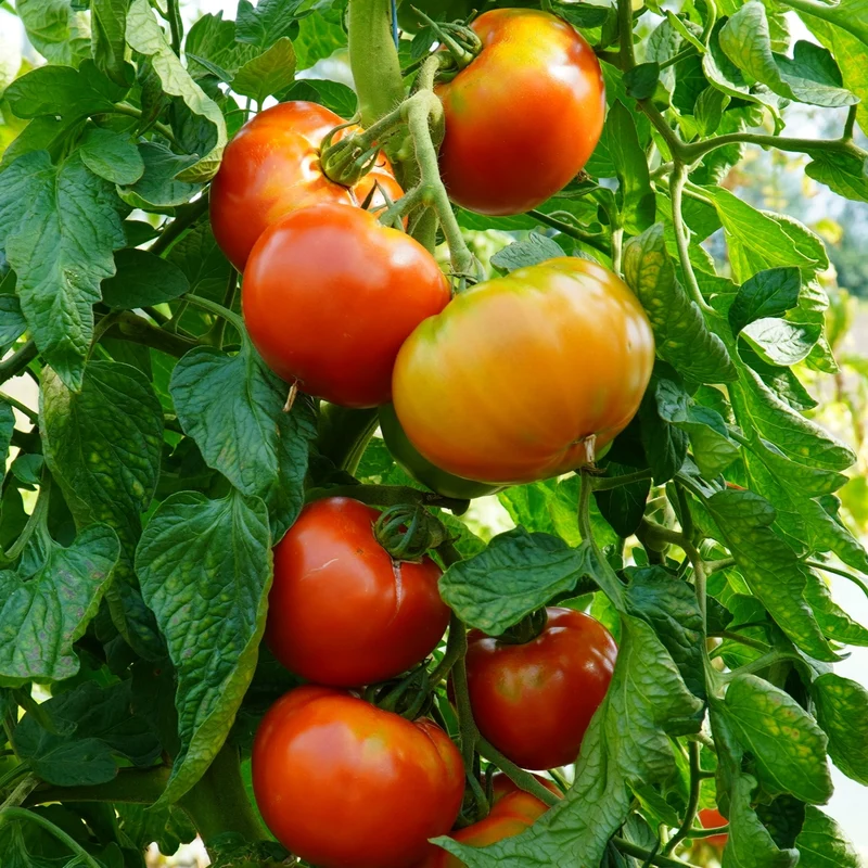 Supersteak F1 Tomatensamen