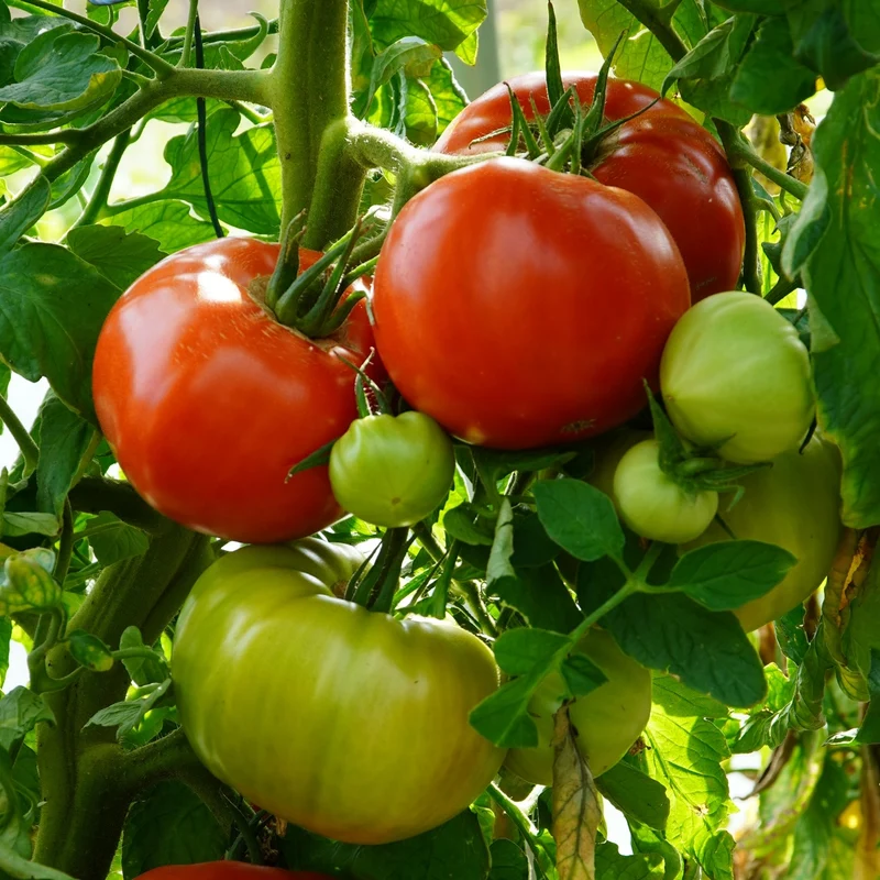 Gigantomo F1 Tomatensamen