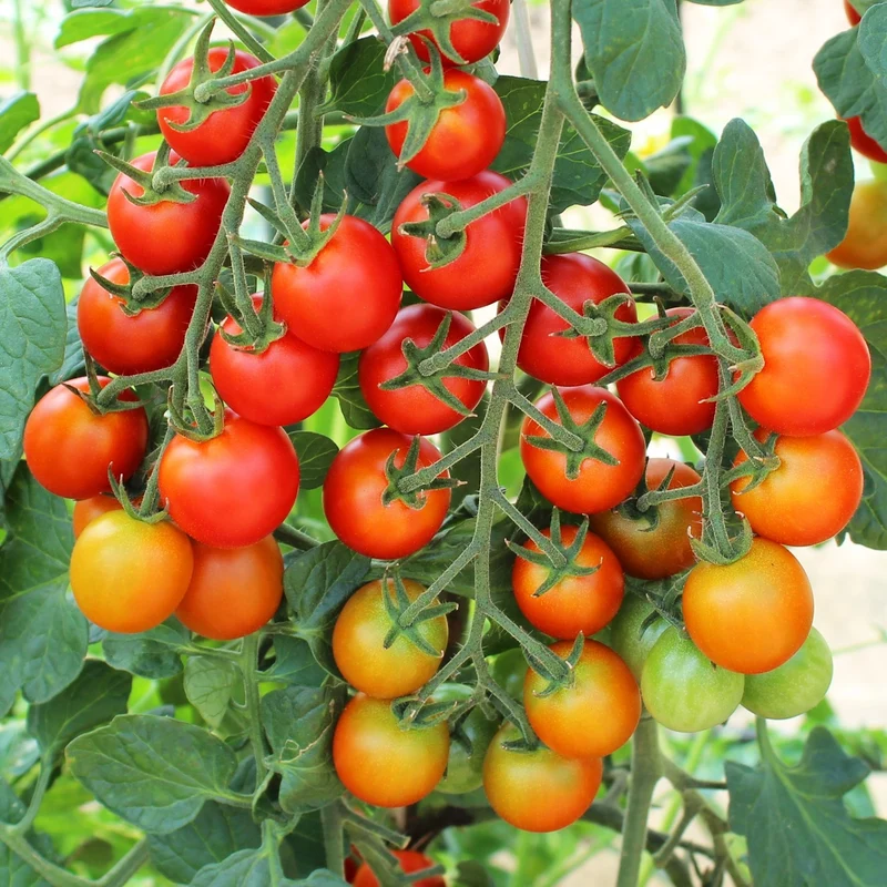 Cherry Falls F1 Tomatensamen