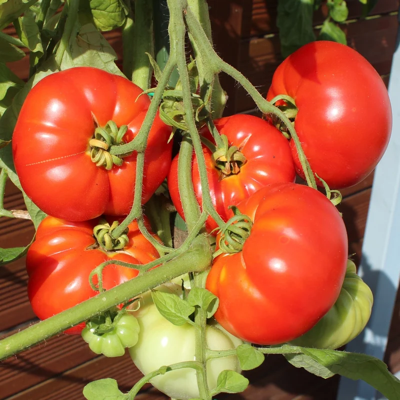 Pantano Romanesco Tomatensamen
