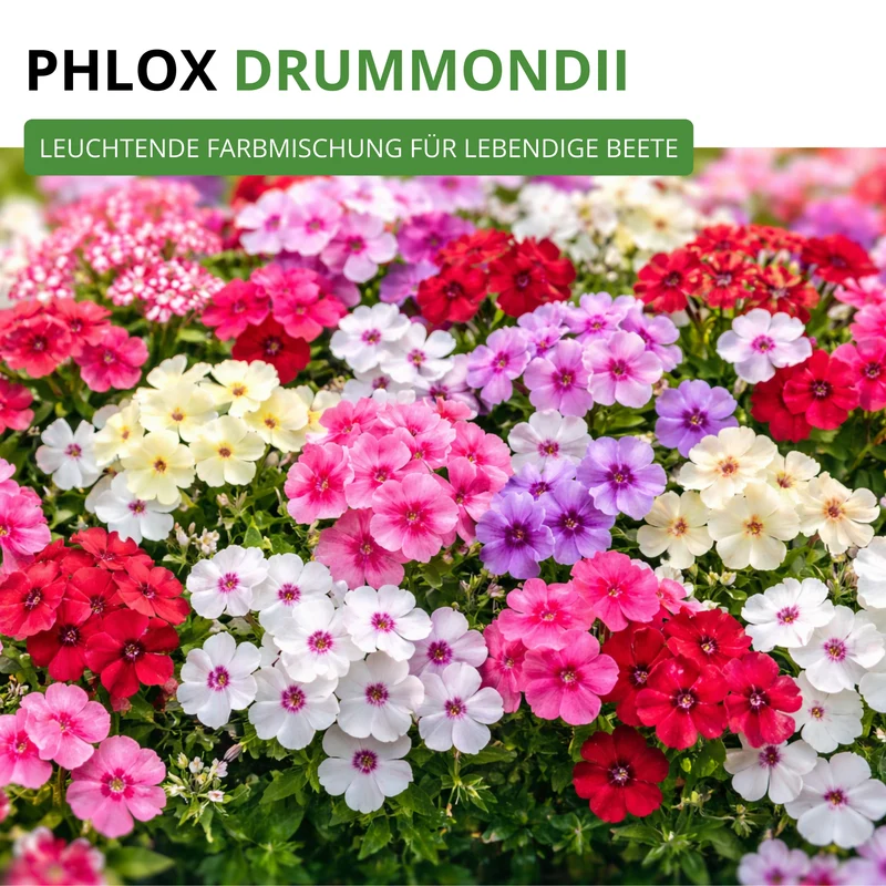 Flammenblumen Prachtmischung Saatgut