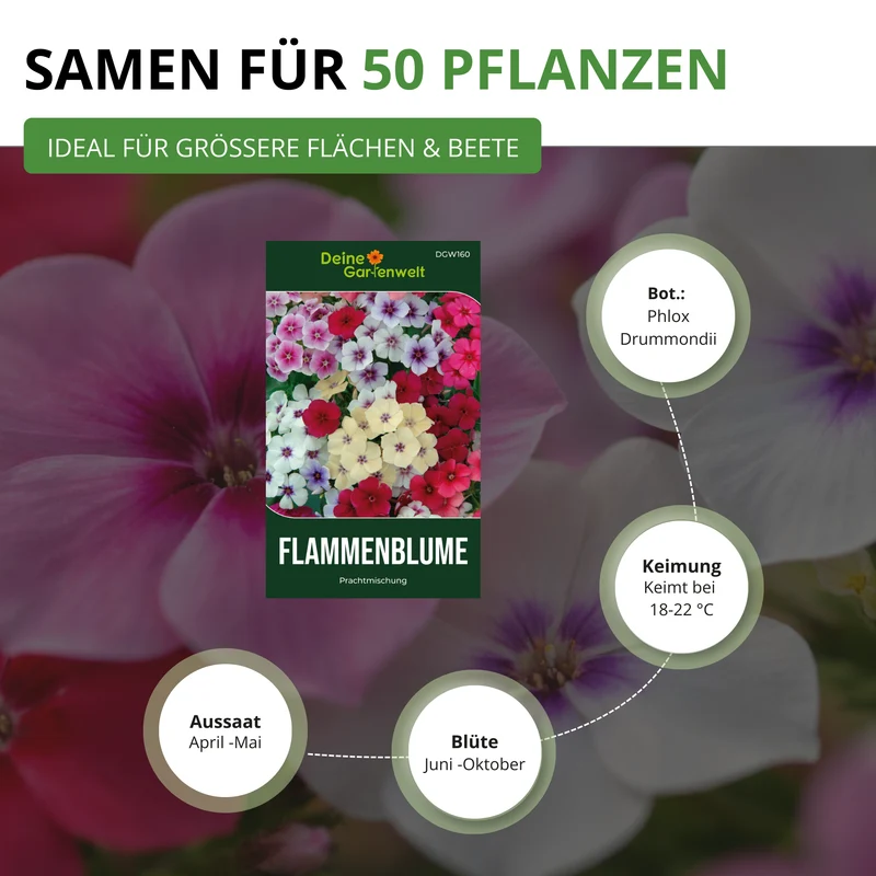 Flammenblumen Prachtmischung Saatgut