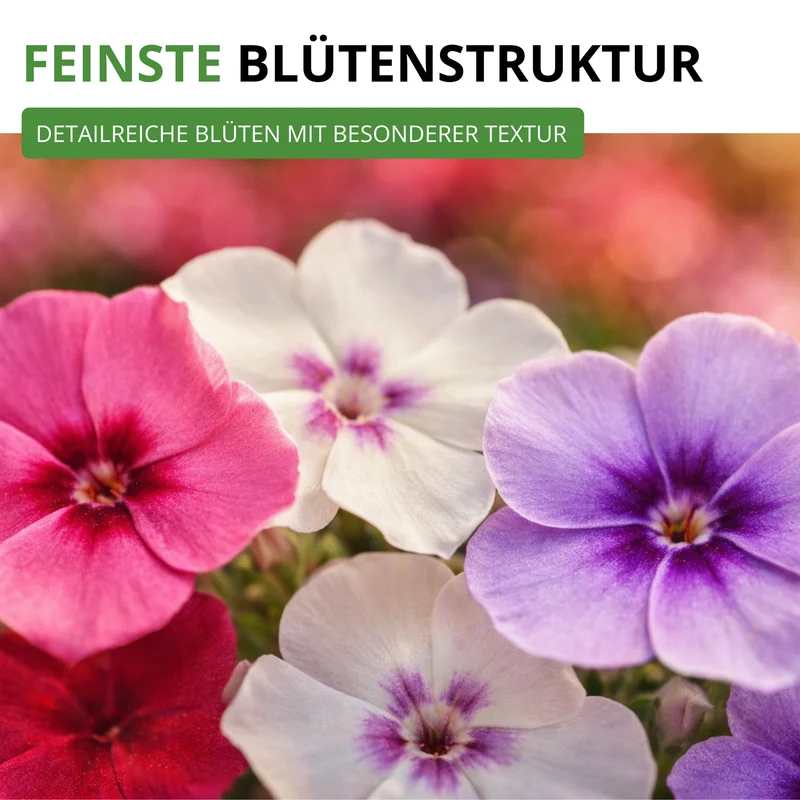 Flammenblumen Prachtmischung Saatgut
