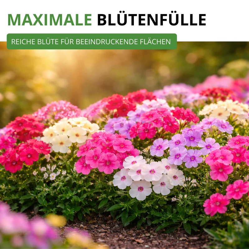 Flammenblumen Prachtmischung Saatgut