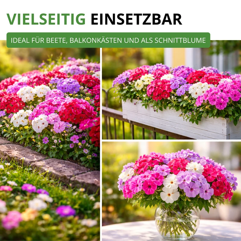 Flammenblumen Prachtmischung Saatgut