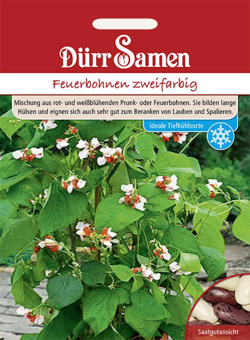 Feuerbohnen Zweifarbig Saatgut