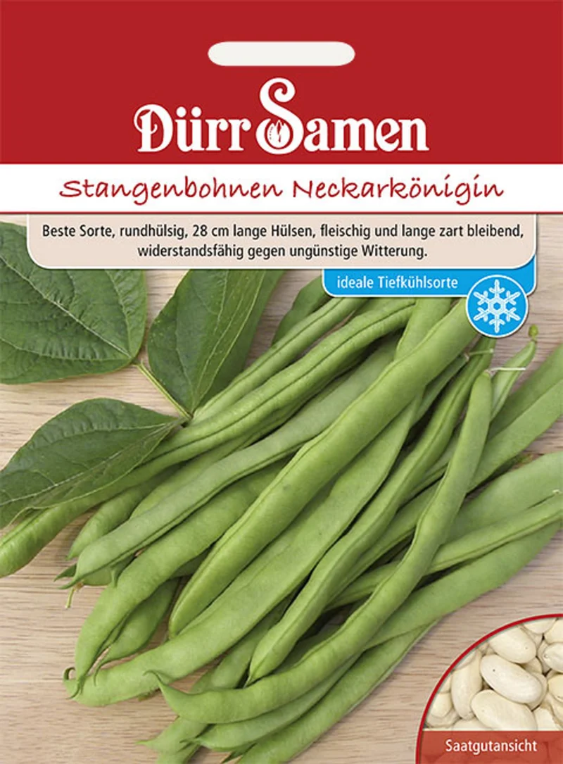 Stangenbohne Neckarkönigin Saatgut