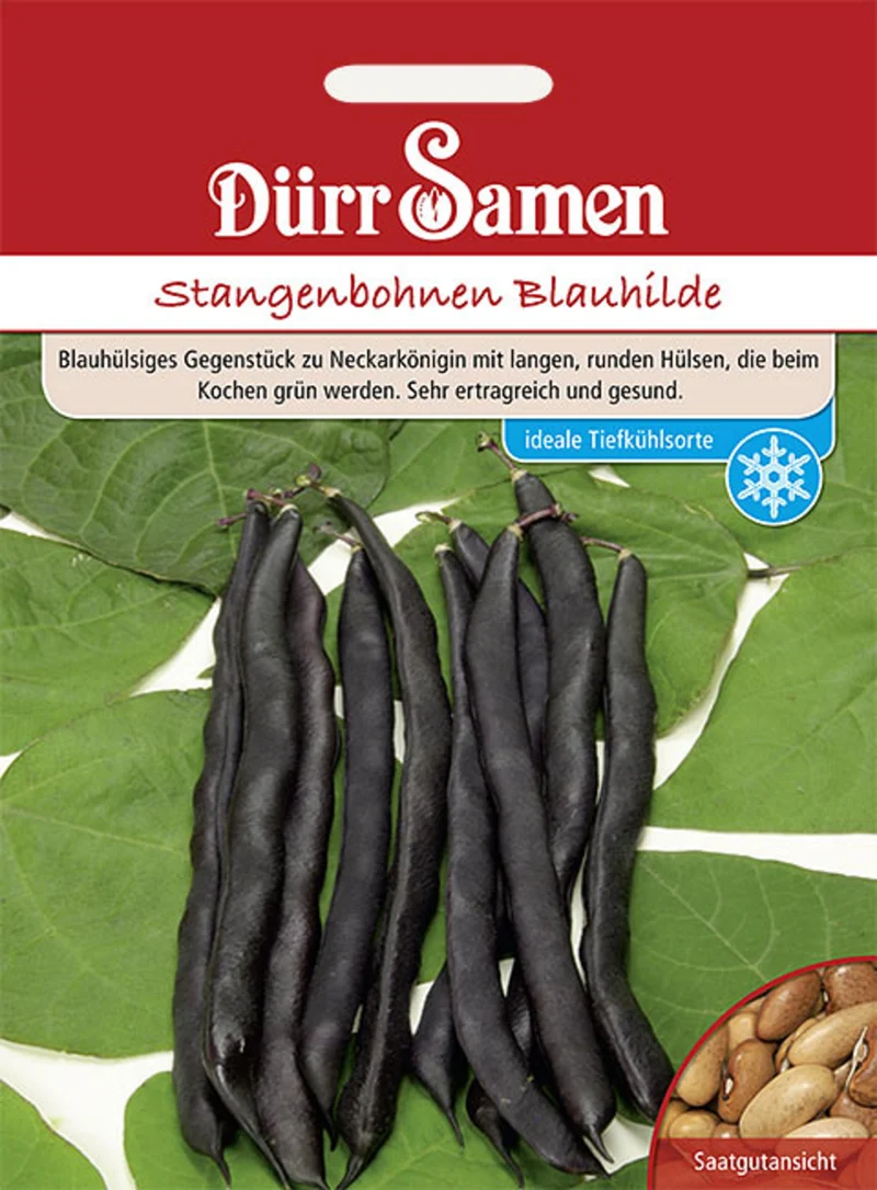 Stangenbohne Blauhilde Saatgut